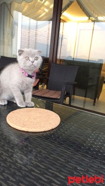 Scottish Fold, Kedi Maya fotoğrafı