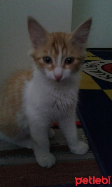 Tekir Kedi, Kedi lokum fotoğrafı