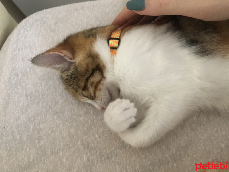 Tekir Kedi, Kedi Mocha fotoğrafı