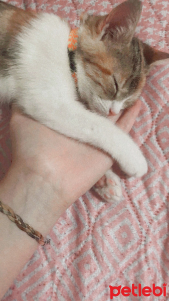 Tekir Kedi, Kedi Mocha fotoğrafı