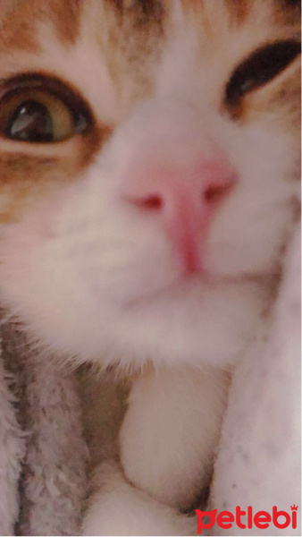 Tekir Kedi, Kedi Mocha fotoğrafı