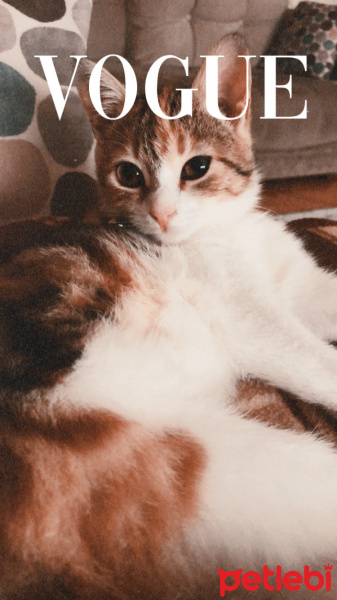 Tekir Kedi, Kedi Mocha fotoğrafı