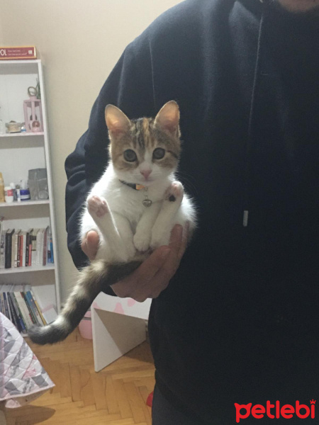 Tekir Kedi, Kedi Mocha fotoğrafı