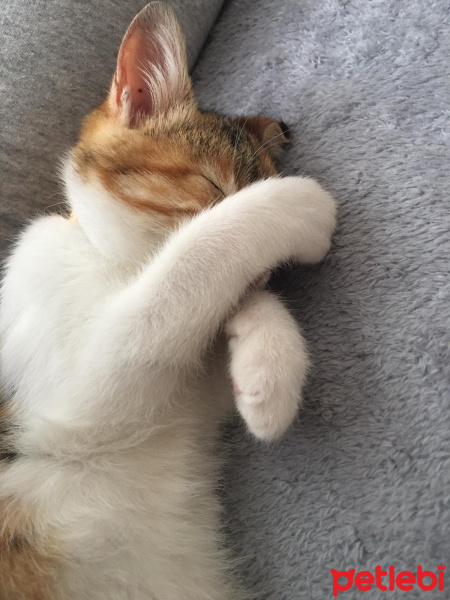 Tekir Kedi, Kedi Mocha fotoğrafı