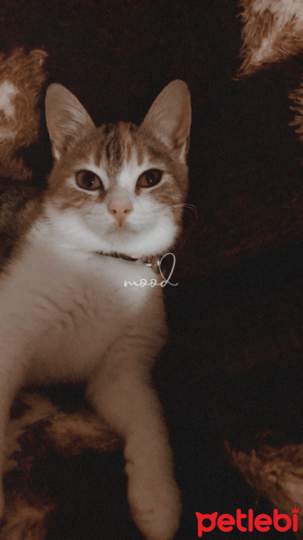 Tekir Kedi, Kedi Mocha fotoğrafı