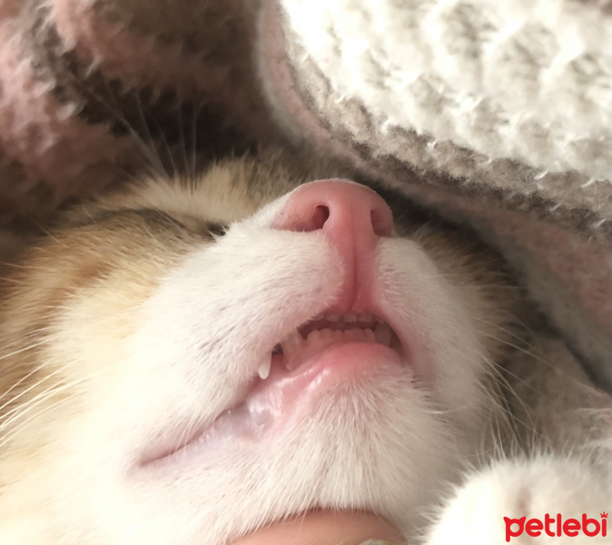 Tekir Kedi, Kedi Mocha fotoğrafı