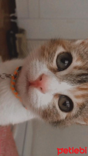 Tekir Kedi, Kedi Mocha fotoğrafı