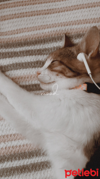 Tekir Kedi, Kedi Mocha fotoğrafı