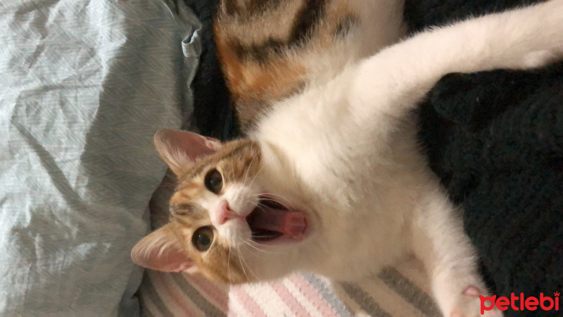 Tekir Kedi, Kedi Mocha fotoğrafı