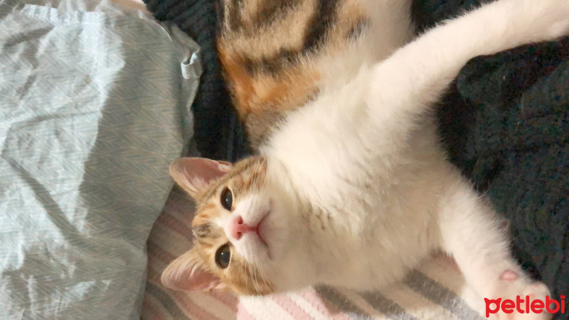 Tekir Kedi, Kedi Mocha fotoğrafı