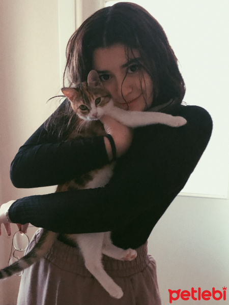 Tekir Kedi, Kedi Mocha fotoğrafı