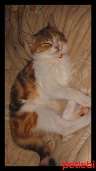 Tekir Kedi, Kedi Mocha fotoğrafı