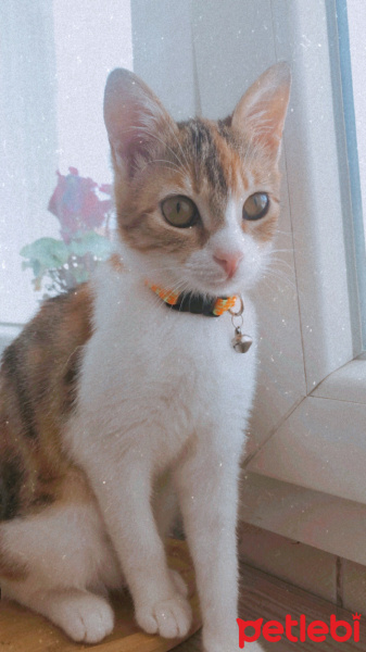 Tekir Kedi, Kedi Mocha fotoğrafı