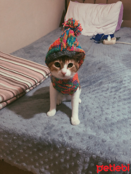 Tekir Kedi, Kedi Mocha fotoğrafı