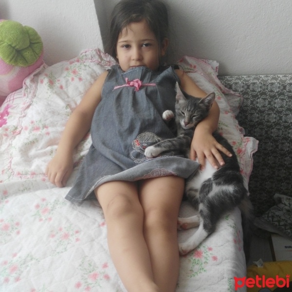 Tekir Kedi, Kedi üzüm fotoğrafı