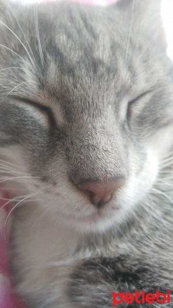 Tekir Kedi, Kedi üzüm fotoğrafı