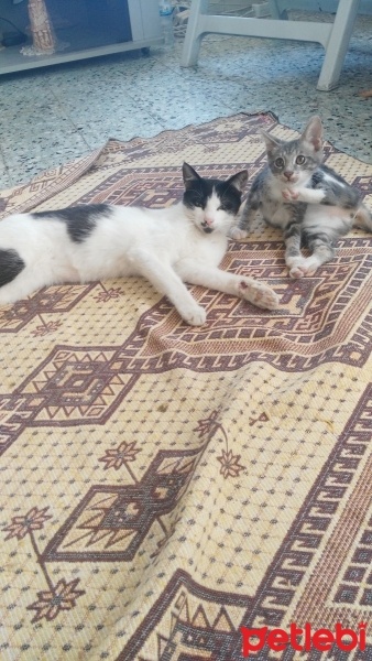 Tekir Kedi, Kedi üzüm fotoğrafı