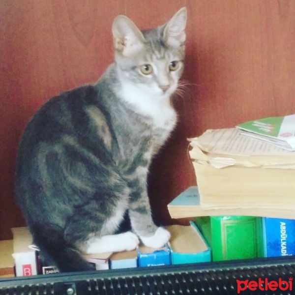 Tekir Kedi, Kedi üzüm fotoğrafı