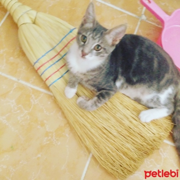 Tekir Kedi, Kedi üzüm fotoğrafı