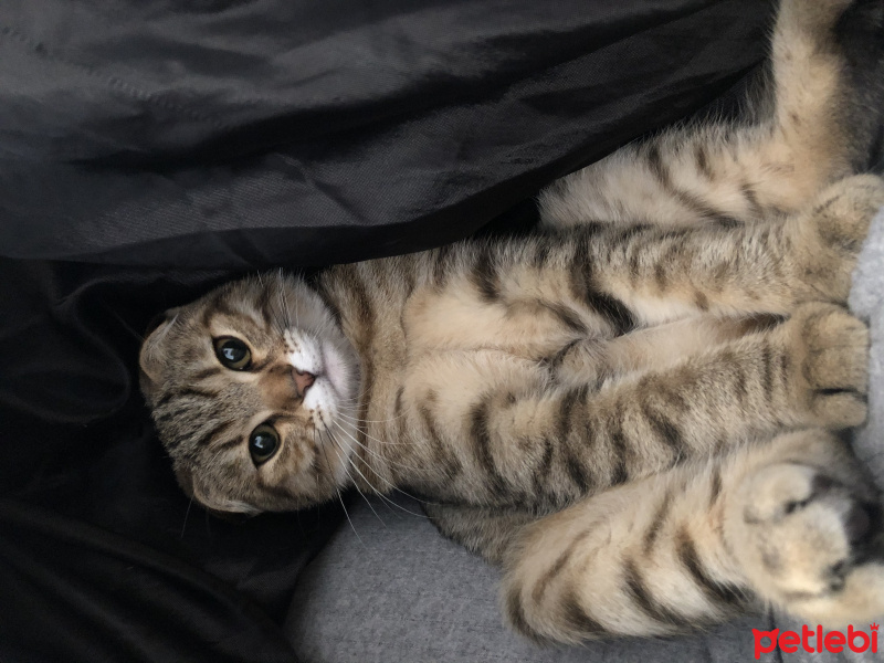 Scottish Fold, Kedi ilona fotoğrafı