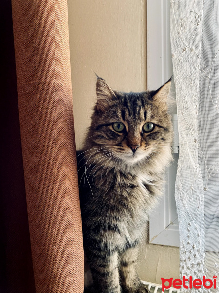 Norwegian Forest, Kedi Ceku fotoğrafı