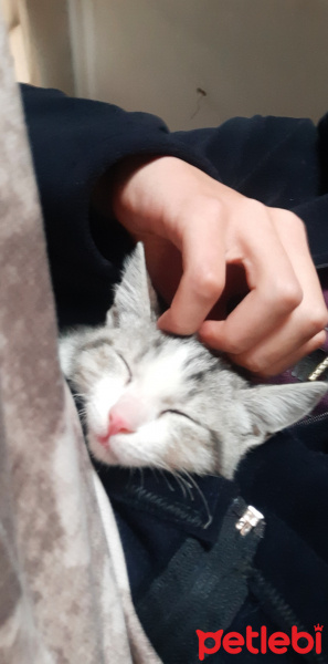 Tekir Kedi, Kedi isimsiz fotoğrafı