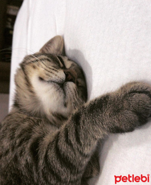 Tekir Kedi, Kedi Kleo fotoğrafı