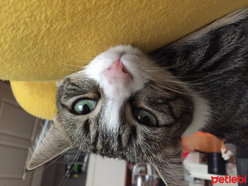 Tekir Kedi, Kedi Beemo fotoğrafı