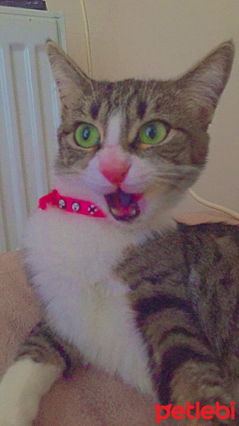 Tekir Kedi, Kedi Beemo fotoğrafı