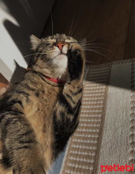 Tekir Kedi, Kedi Sheyera fotoğrafı