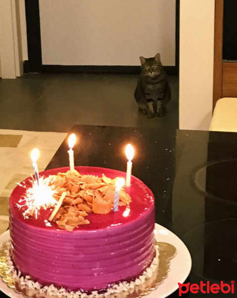 Tekir Kedi, Kedi Sheyera fotoğrafı