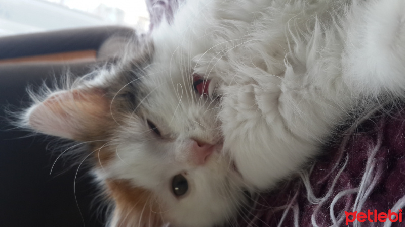 Tekir Kedi, Kedi Helen fotoğrafı