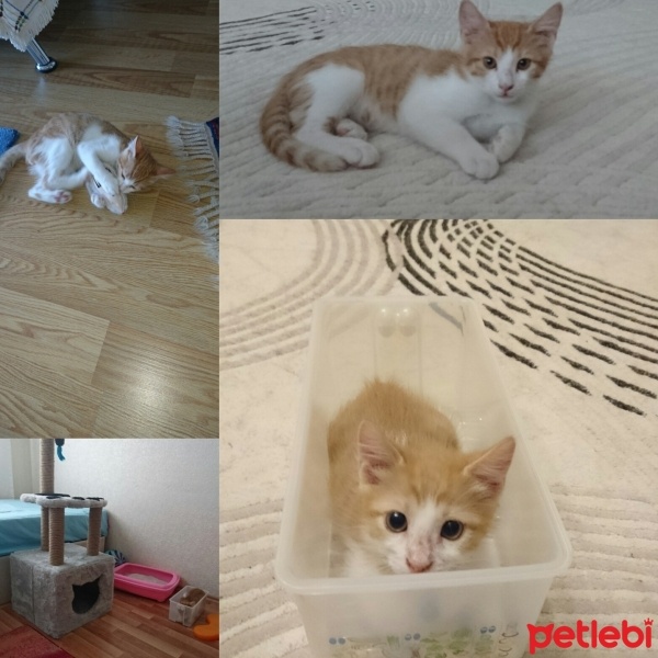 Tekir Kedi, Kedi Tom fotoğrafı
