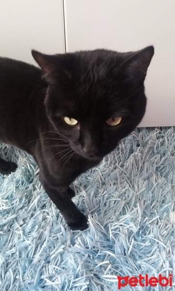 Bombay, Kedi Grobi fotoğrafı