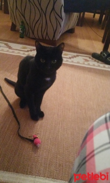 Bombay, Kedi Grobi fotoğrafı