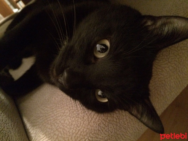 Bombay, Kedi Grobi fotoğrafı