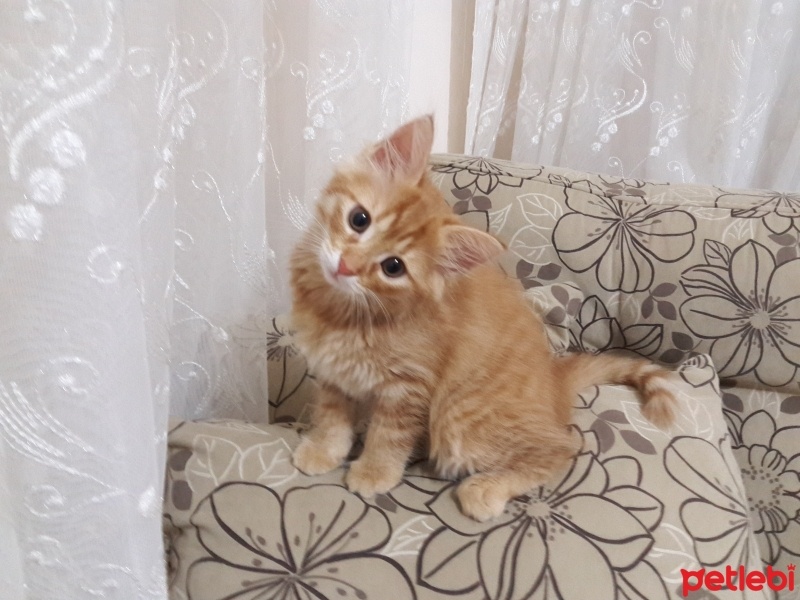 Tekir Kedi, Kedi Poyraz fotoğrafı