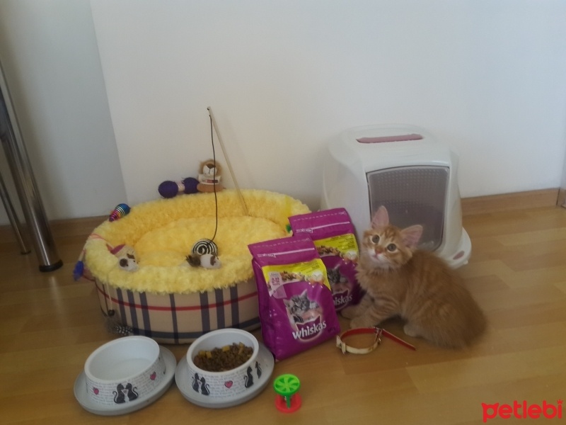 Tekir Kedi, Kedi Poyraz fotoğrafı