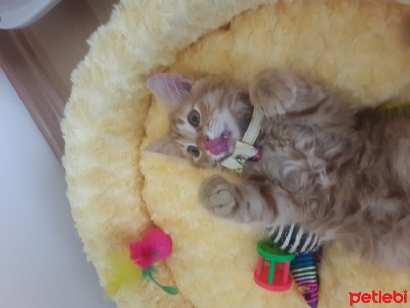 Tekir Kedi, Kedi Poyraz fotoğrafı