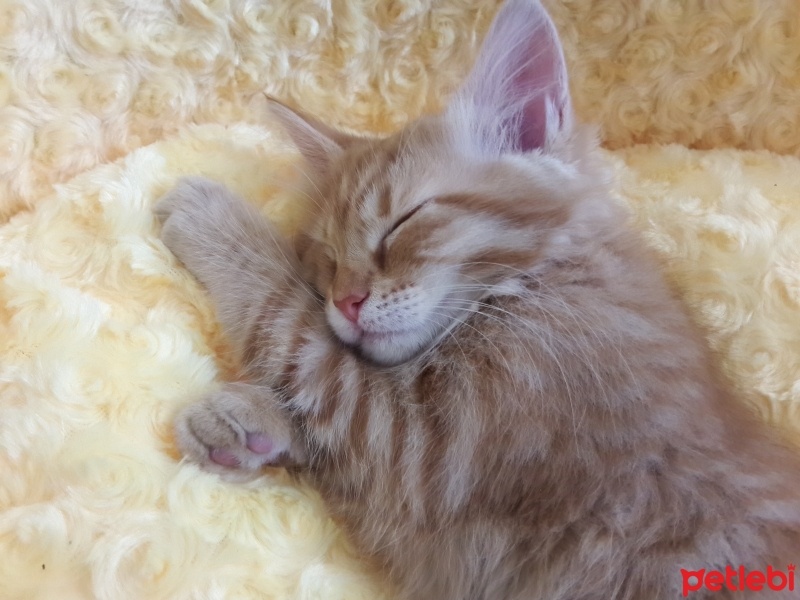 Tekir Kedi, Kedi Poyraz fotoğrafı