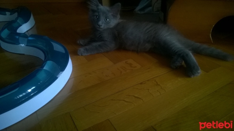 British Shorthair, Kedi Malachai fotoğrafı