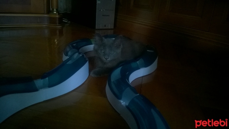 British Shorthair, Kedi Malachai fotoğrafı