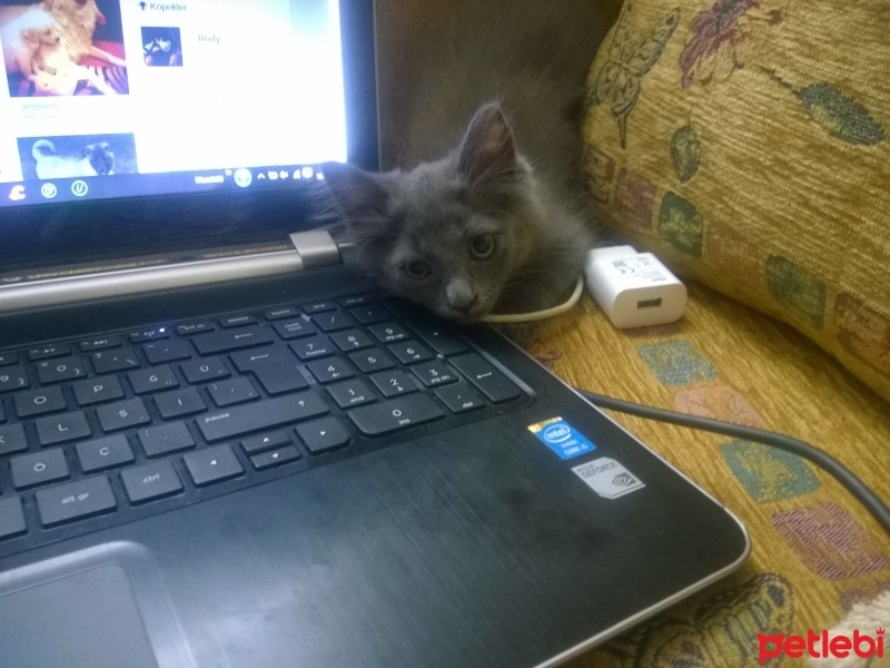 British Shorthair, Kedi Malachai fotoğrafı