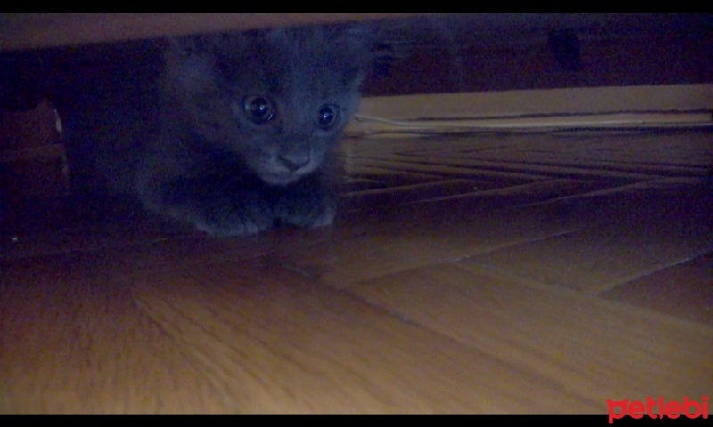British Shorthair, Kedi Malachai fotoğrafı
