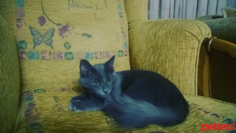 British Shorthair, Kedi Malachai fotoğrafı