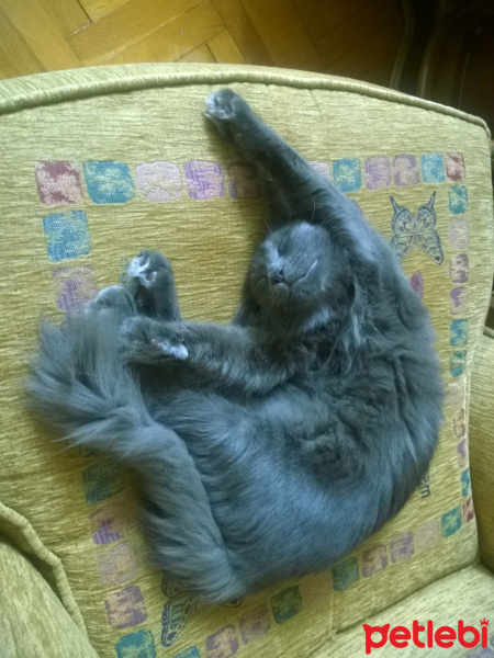 British Shorthair, Kedi Malachai fotoğrafı