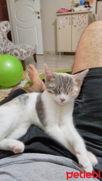 Tekir Kedi, Kedi Cimcime fotoğrafı