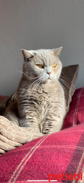 British Shorthair, Kedi Pisi fotoğrafı