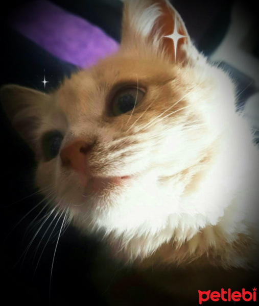 Sarman, Kedi toprak fotoğrafı