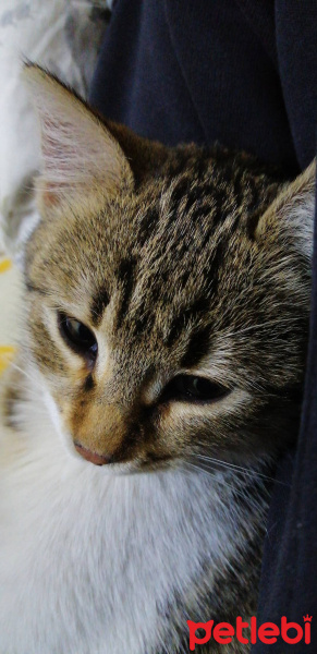 Tekir Kedi, Kedi Ceno fotoğrafı